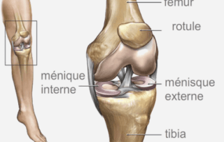 Interne ménisque_TedOrthopedics